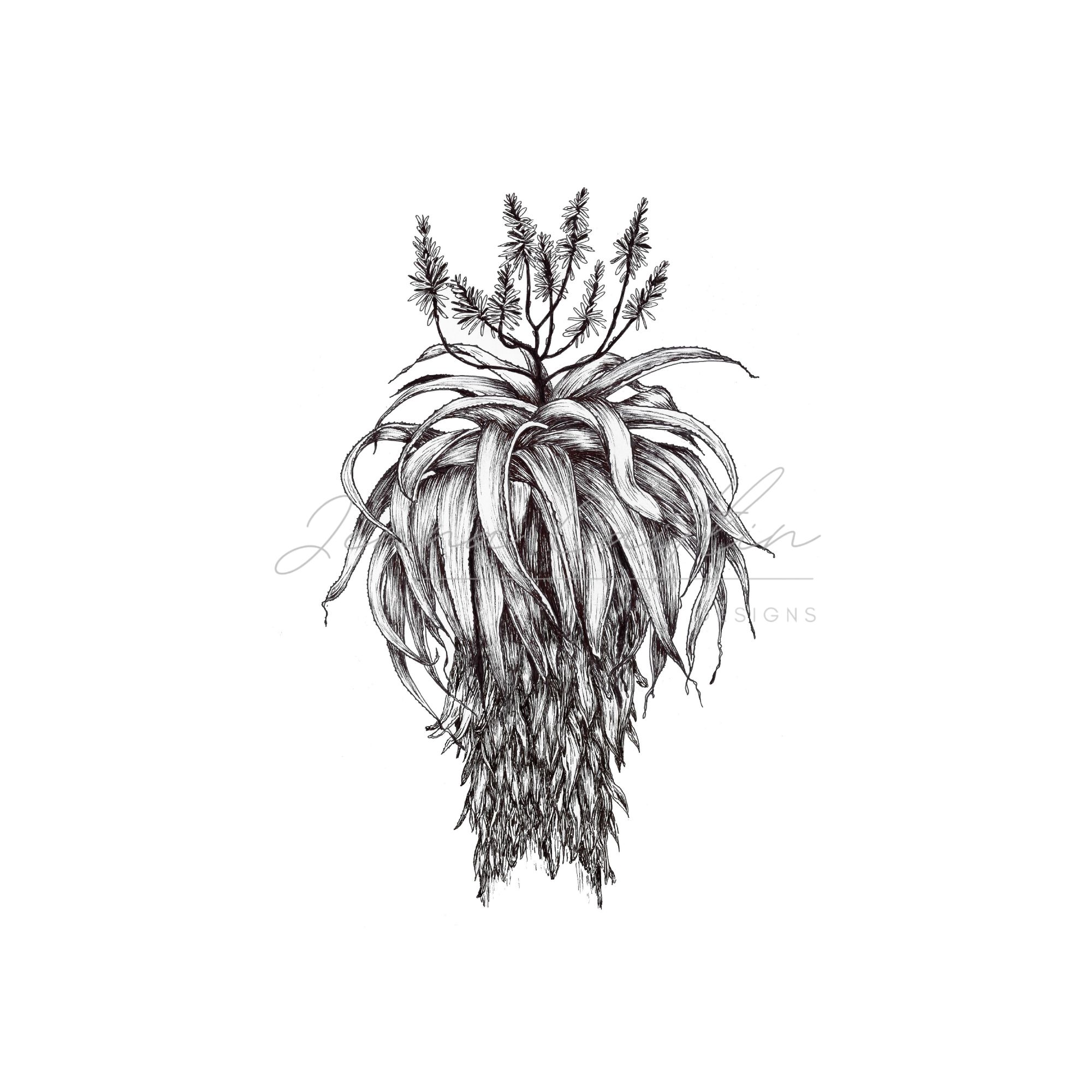 Full Flowering Aloe - Image 4