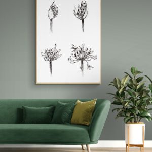 Agapanthus Life Stages