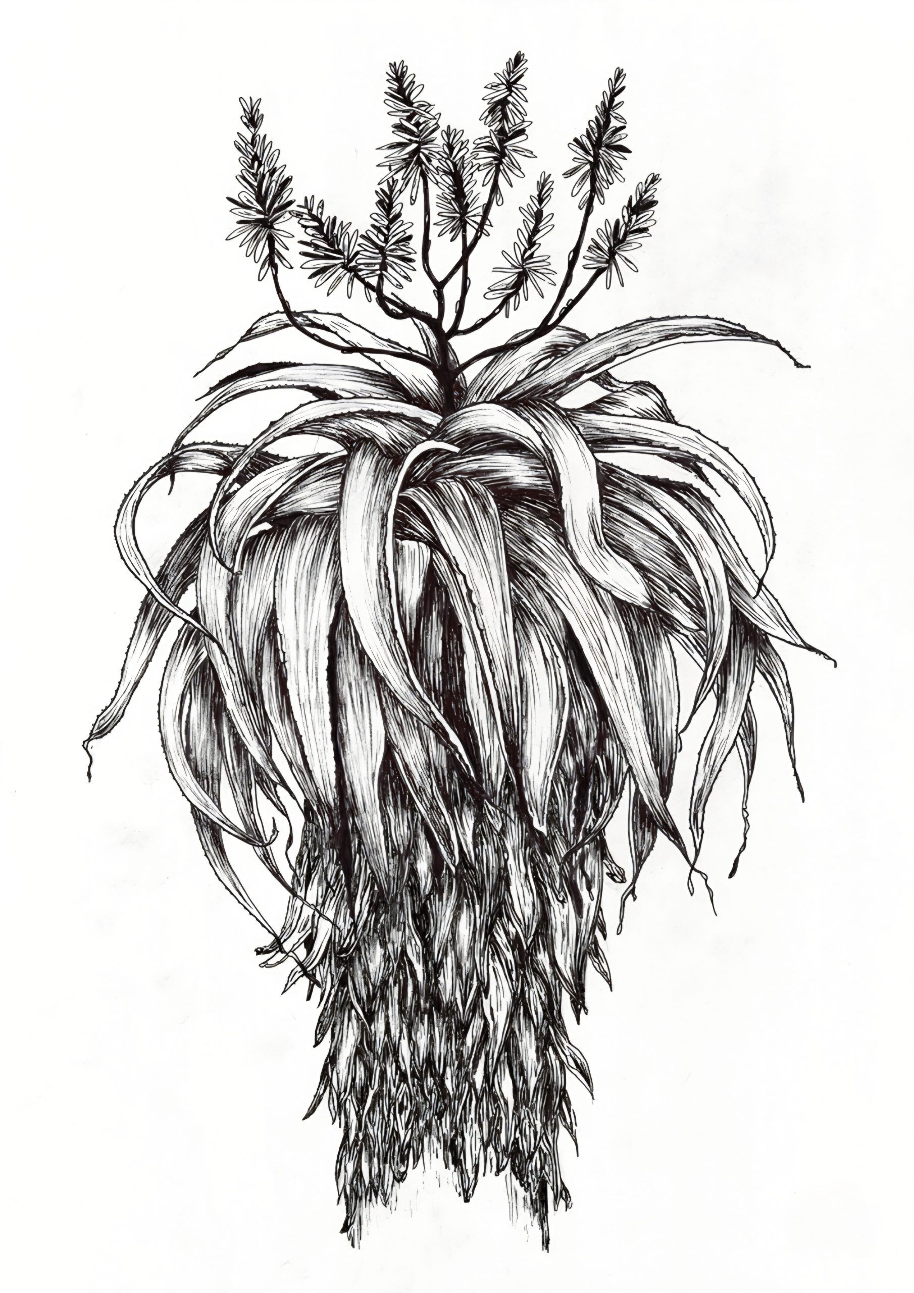 Full Flowering Aloe - Image 4