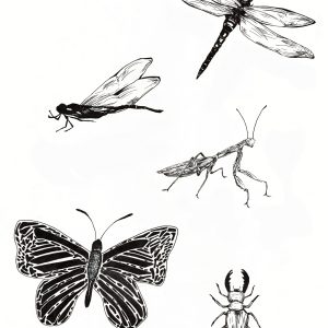 Insects