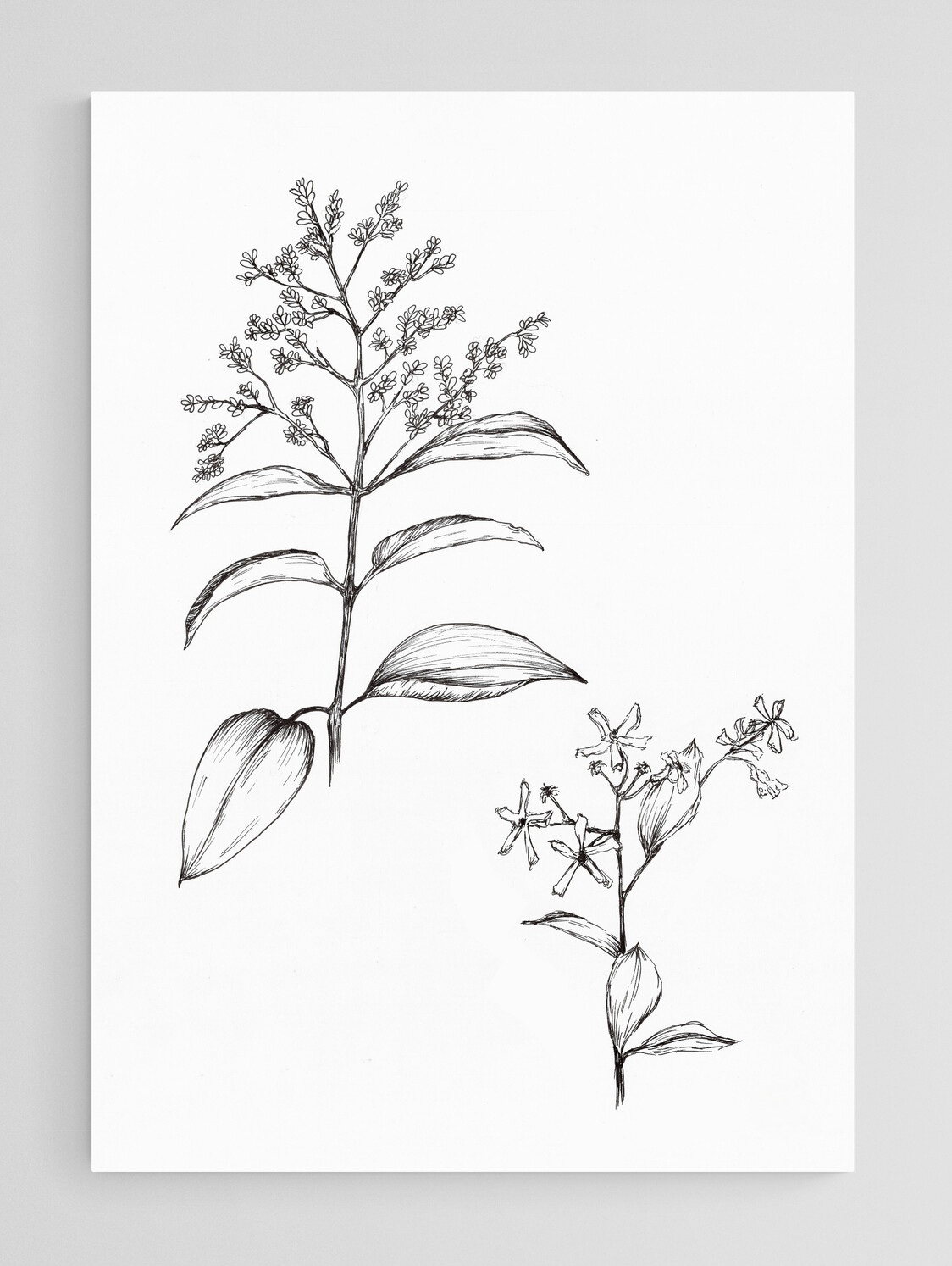 Pair of Flower Stems - Image 2