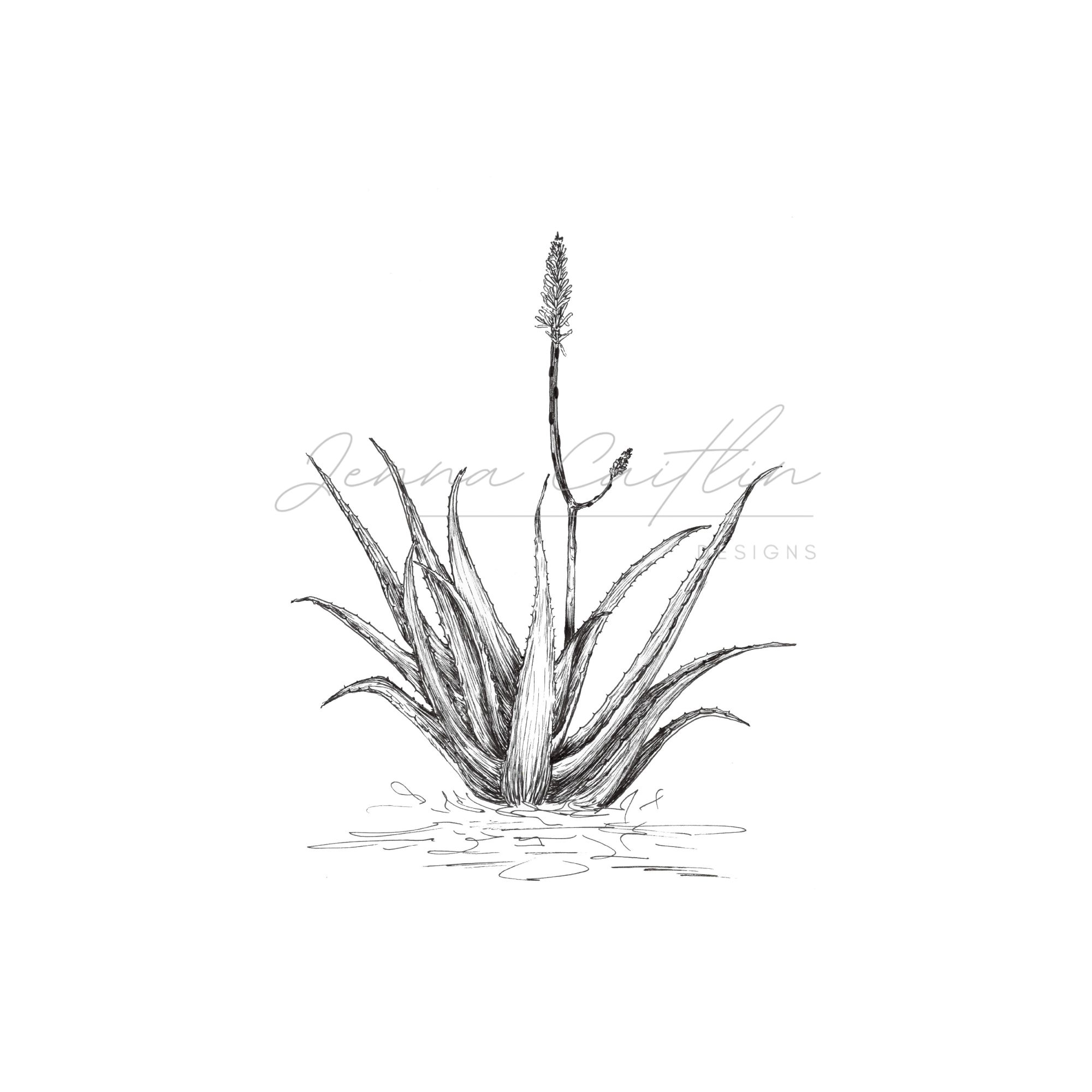 Aloe with One Flower - Image 2