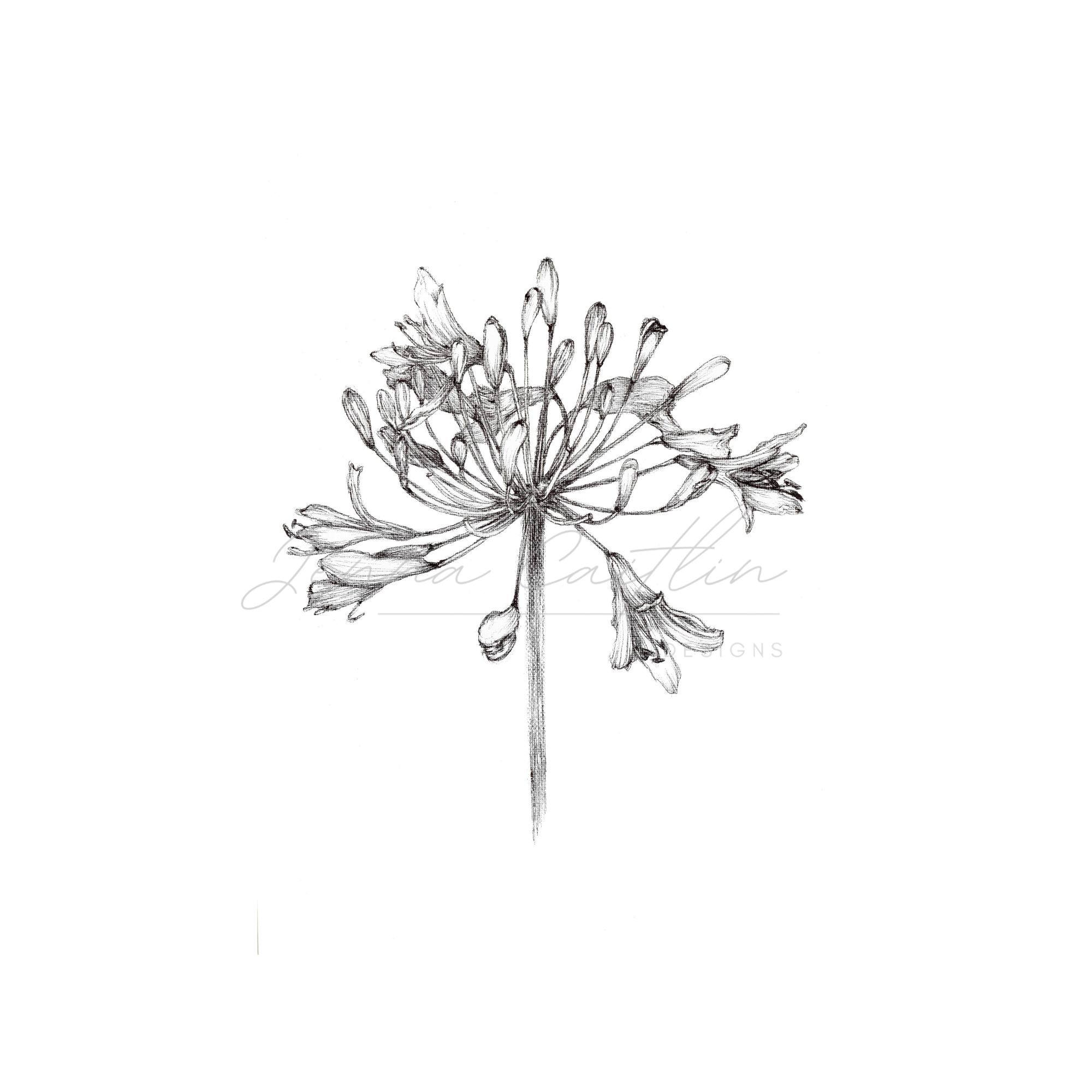 Agapanthus Flower - Image 2