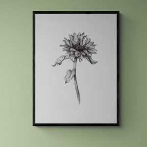 Black and White Sunflower 2