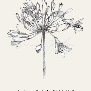 Agapanthus - Native to South Africa