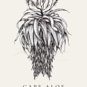 Cape Aloe - Native to South Africa