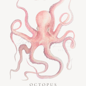 Octopus Vulgaris