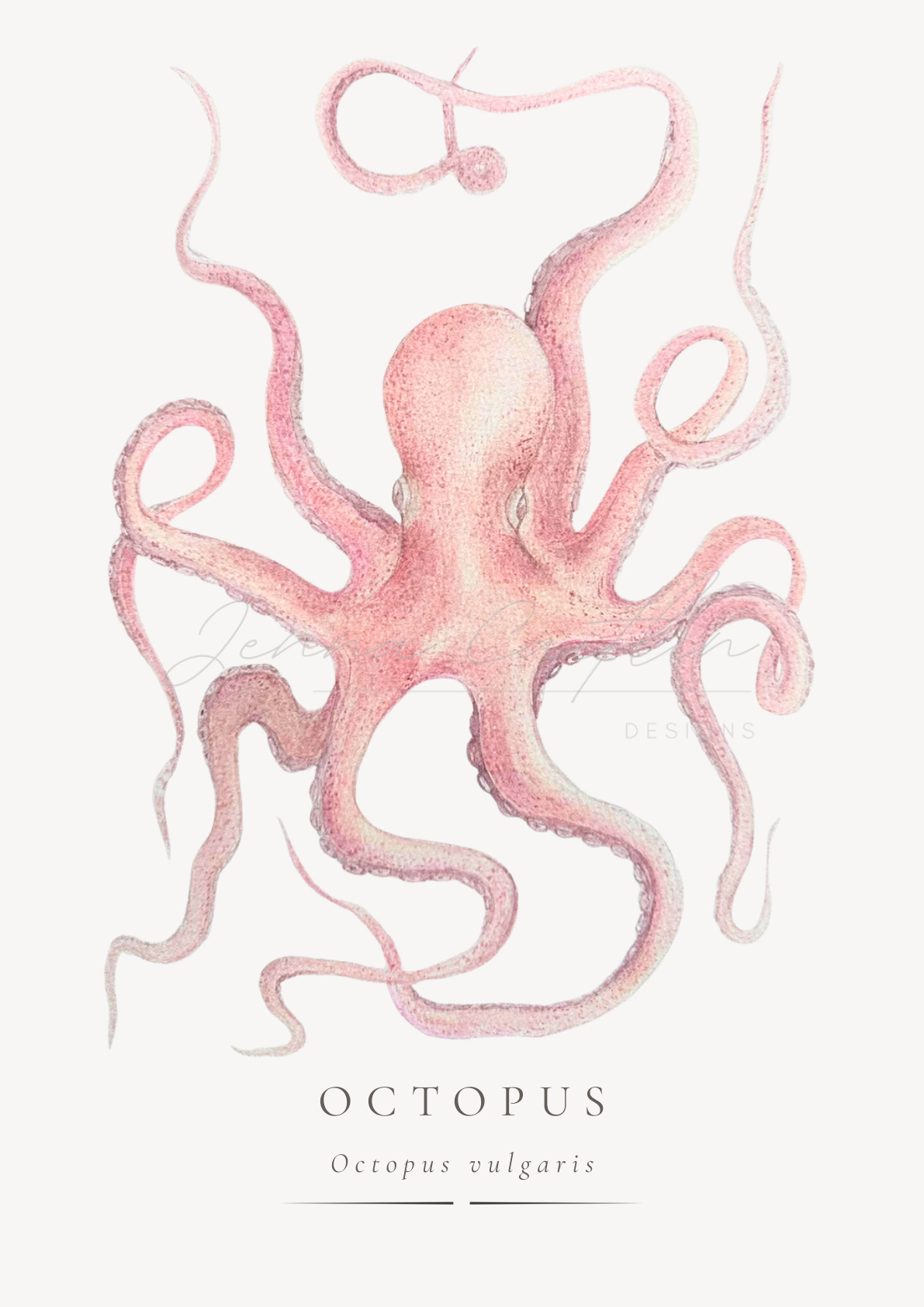 Octopus Vulgaris