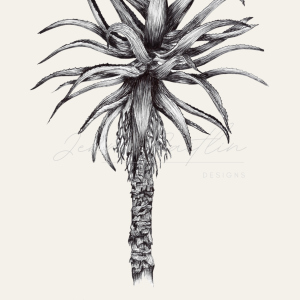 Tree Aloe - Native to South Africa